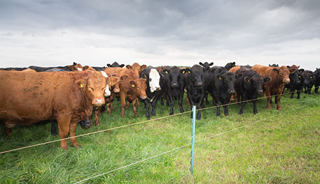 cows stood in field behind fence